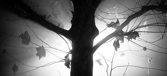 Белка в око