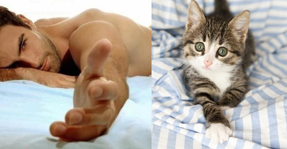 Секси момци и слатки мачиња