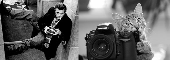 Секси момци и слатки мачиња