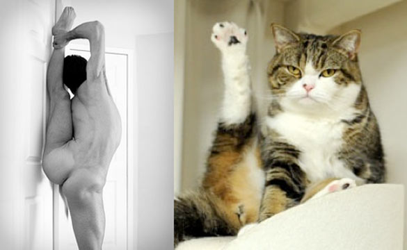 Секси момци и слатки мачиња