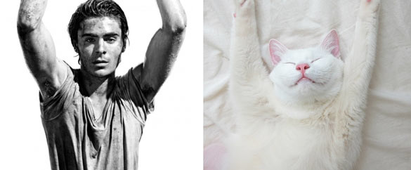 Секси момци и слатки мачиња