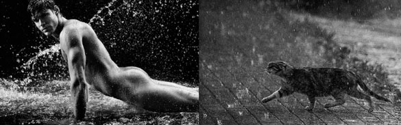 Секси момци и слатки мачиња