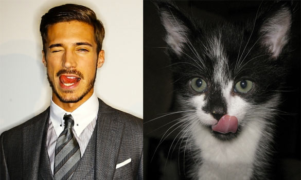 Секси момци и слатки мачиња