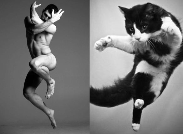 Секси момци и слатки мачиња