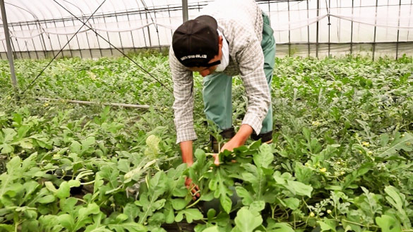 Лубеница со форма на срце