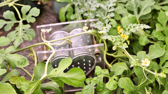 Лубеница со форма на срце