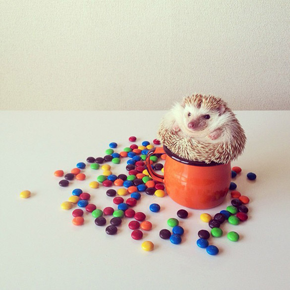 darcytheflyinghedgehog-ilike-mk-011