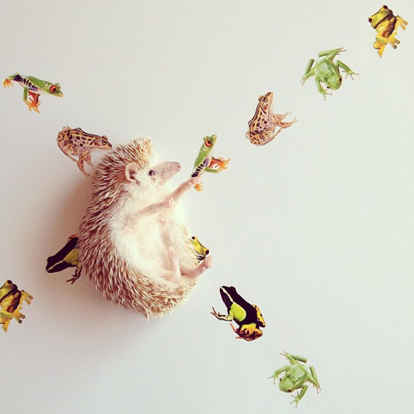 darcytheflyinghedgehog-ilike-mk-012