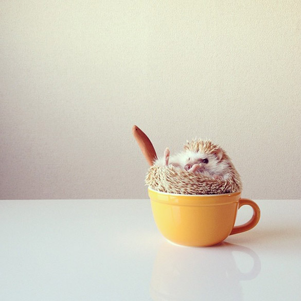 darcytheflyinghedgehog-ilike-mk-014