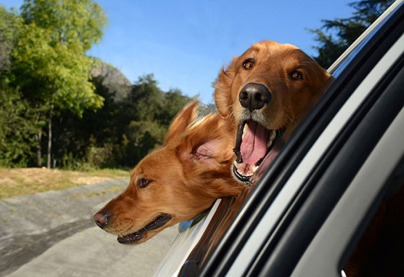 Dogs-in-Cars-ilike-mk-002