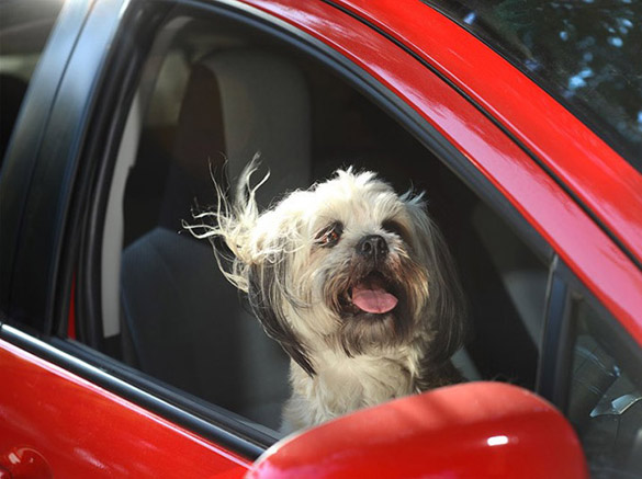 Dogs-in-Cars-ilike-mk-003