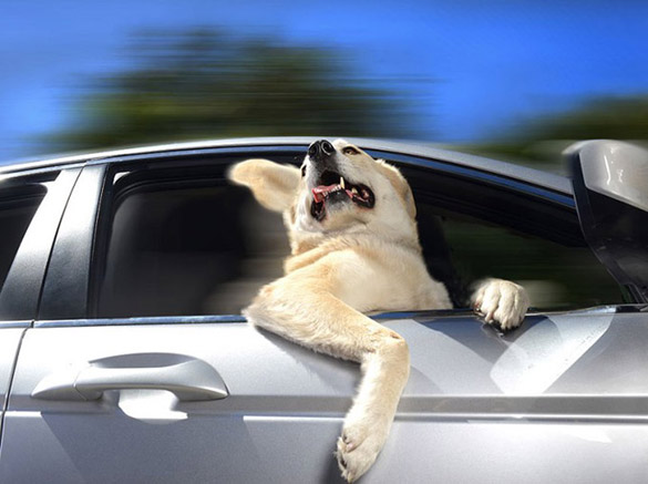 Dogs-in-Cars-ilike-mk-004