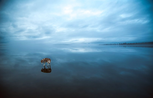 Siberian-Husky-On-A-Frozen-Lake_1