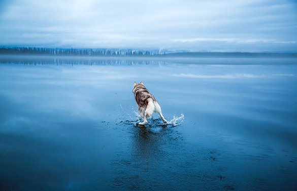 Siberian-Husky-On-A-Frozen-Lake_11