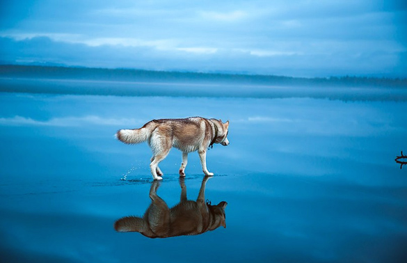Siberian-Husky-On-A-Frozen-Lake_2