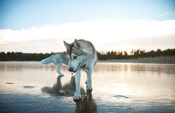Siberian-Husky-On-A-Frozen-Lake_3