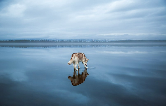 Siberian-Husky-On-A-Frozen-Lake_4