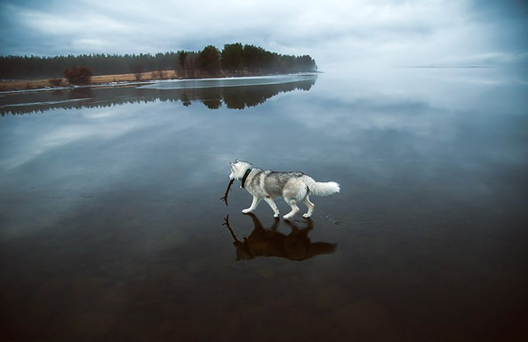 Siberian-Husky-On-A-Frozen-Lake_5