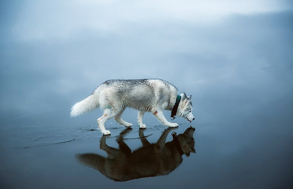 Siberian-Husky-On-A-Frozen-Lake_6