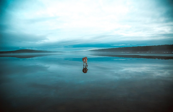 Siberian-Husky-On-A-Frozen-Lake_7