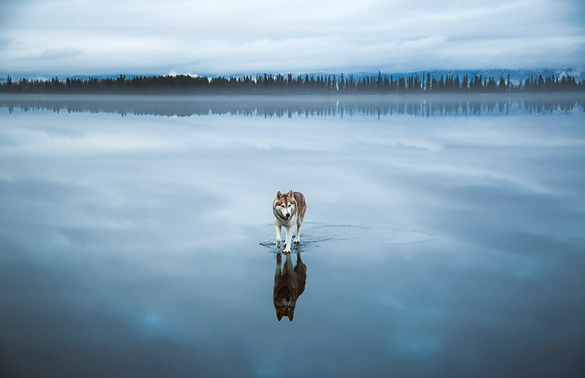 Siberian-Husky-On-A-Frozen-Lake_8