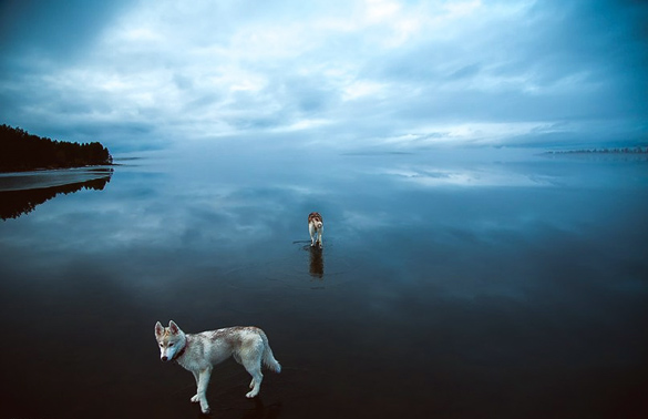 Siberian-Husky-On-A-Frozen-Lake_9